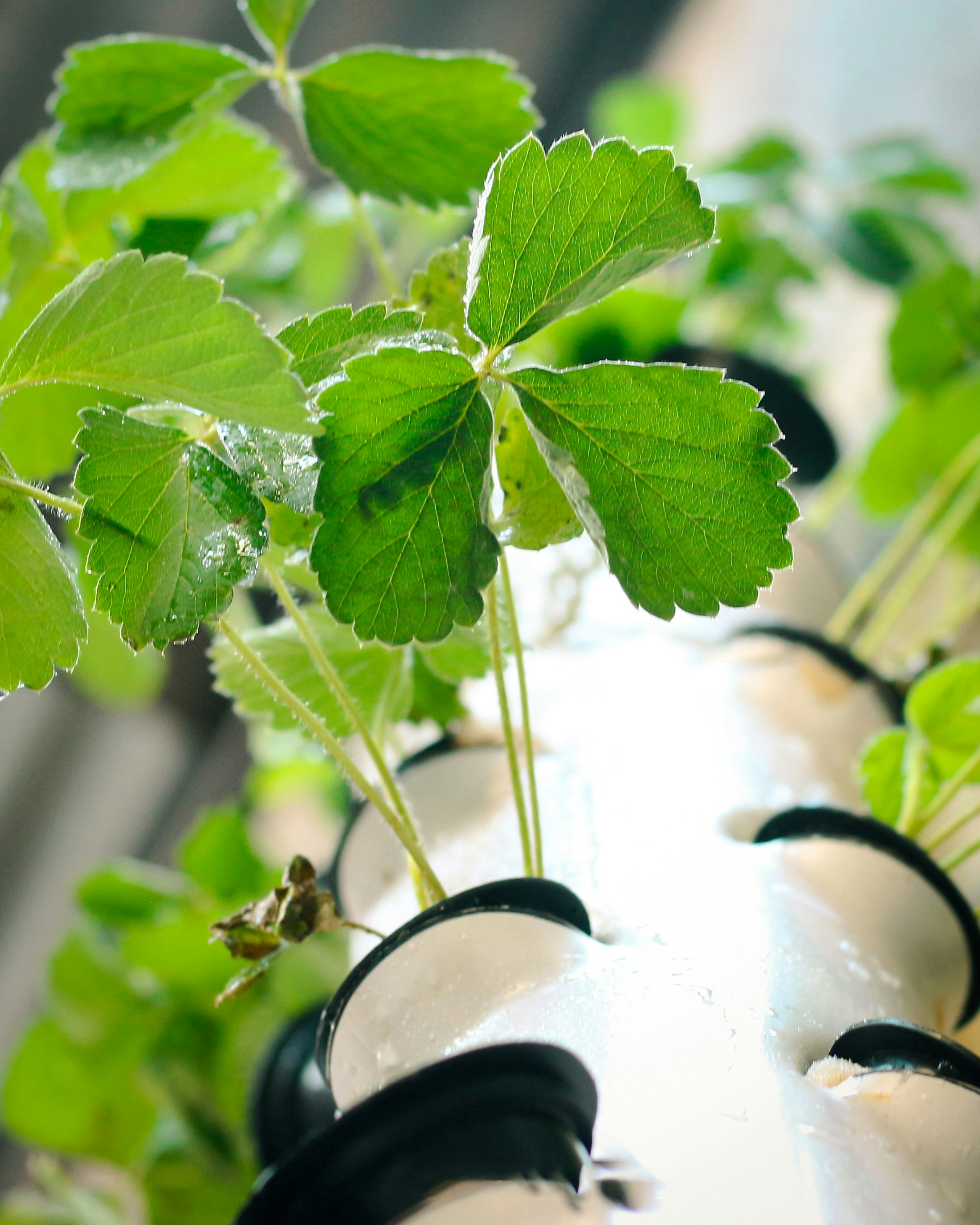 Hydroponics