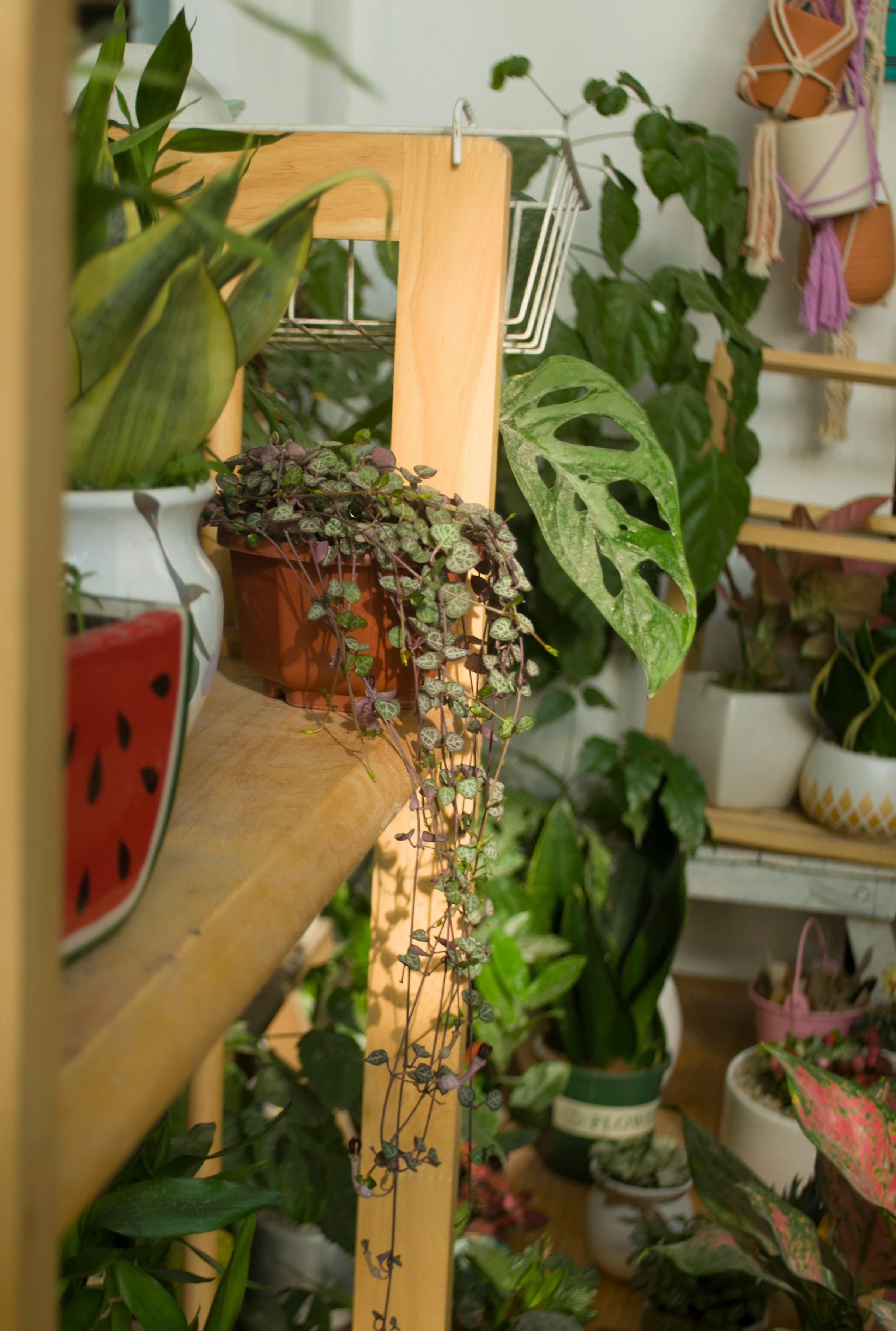 Plant pests
